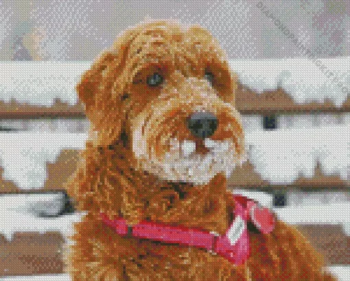 Snowy Red Golden Doodle Diamond Painting