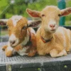 American Pygmy Goats Diamond Painting
