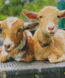 American Pygmy Goats Diamond Painting