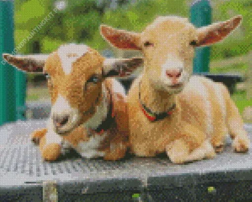 American Pygmy Goats Diamond Painting