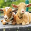 American Pygmy Goats Diamond Painting