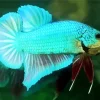Betta Smaragdina Diamond Painting