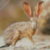 Black Tailed Jackrabbit Diamond Painting