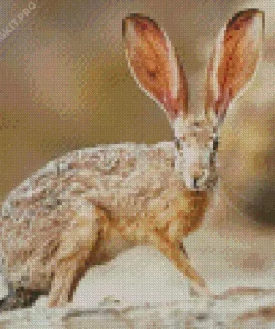Black Tailed Jackrabbit Diamond Painting