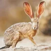 Black Tailed Jackrabbit Diamond Painting