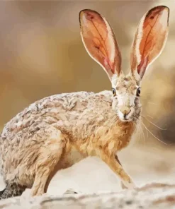 Black Tailed Jackrabbit Diamond Painting