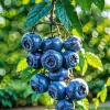 Blueberry Tree Diamond Painting