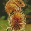 Eurasian Harvest Mouse Diamond Painting