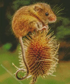 Eurasian Harvest Mouse Diamond Painting