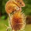 Eurasian Harvest Mouse Diamond Painting