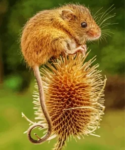Eurasian Harvest Mouse Diamond Painting