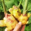 Ginger Plant Diamond Painting