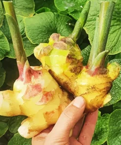 Ginger Plant Diamond Painting