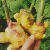 Ginger Plant Diamond Painting