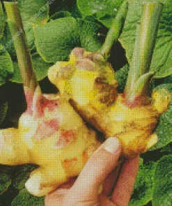 Ginger Plant Diamond Painting