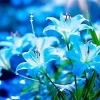 Light Blue Lilies Diamond Painting