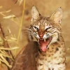 Scary Bobcat Face Diamond Painting