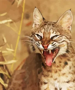 Scary Bobcat Face Diamond Painting