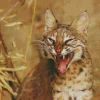 Scary Bobcat Face Diamond Painting