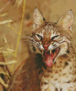 Scary Bobcat Face Diamond Painting