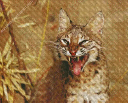 Scary Bobcat Face Diamond Painting