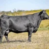 The Aberdeen Angus Diamond Painting
