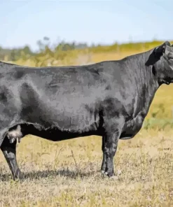 The Aberdeen Angus Diamond Painting
