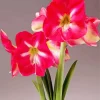 Amaryllis Flower Diamond Painting