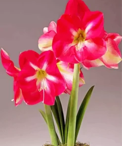Amaryllis Flower Diamond Painting