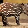 Baby Tapir Diamond Painting