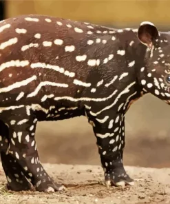 Baby Tapir Diamond Painting