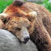 Bear Sleeping Diamond Painting