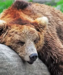 Bear Sleeping Diamond Painting