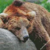 Bear Sleeping Diamond Painting