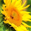 Bee On Sunflower Diamond Painting