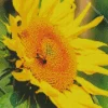 Bee On Sunflower Diamond Painting