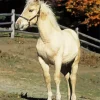 Beige Horse Diamond Painting
