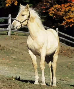 Beige Horse Diamond Painting