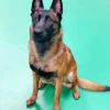 Belgian Malinois Dog Diamond Painting