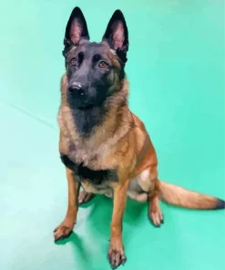 Belgian Malinois Dog Diamond Painting