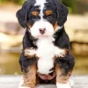 Bernedoodle Puppy Diamond Painting