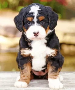 Bernedoodle Puppy Diamond Painting