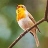 Bird Singing Diamond Painting