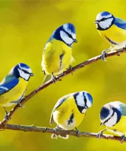 Birds Blue Tit Diamond Painting