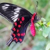 Black And Red Butterfly Diamond Painting