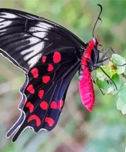 Black And Red Butterfly Diamond Painting
