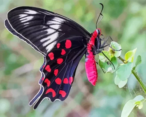 Black And Red Butterfly Diamond Painting