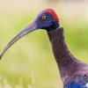 Black And Red Ibis Diamond Painting