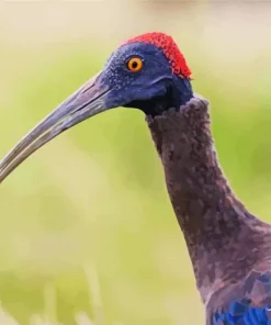 Black And Red Ibis Diamond Painting