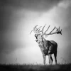 Black And White Deer Diamond Painting